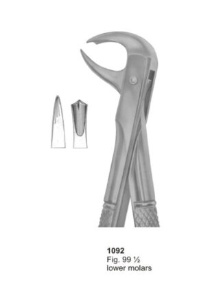 Lower Molars