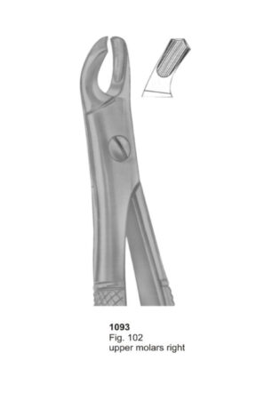 Upper Molars Right