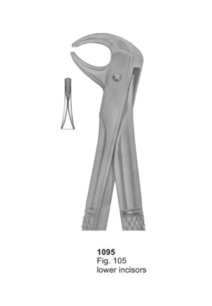 Lower Incisors
