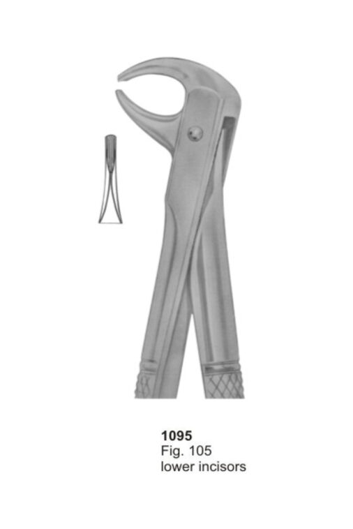 Lower Incisors