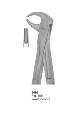 Lower Incisors