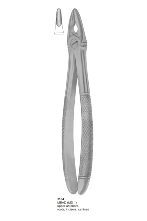 Upper Anteriors, Roots, Incisors, Canines